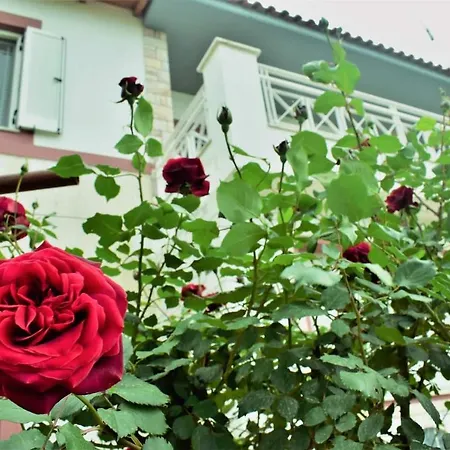 Maria Chalkis -50% * Drosia (Central Greece)